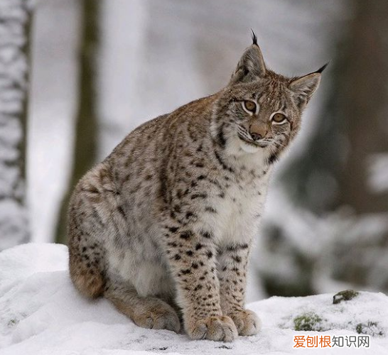 猫为什么打不过野狸子 野狸子是家猫的天敌