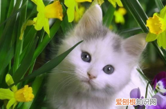 养猫为什么不能养百合 猫为什么不能碰百合花