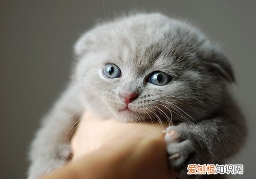 折耳猫为什么老舔自己 清理污垢