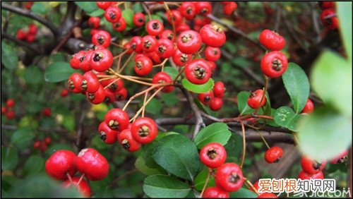 红果树盆景栽培技术红果树盆景养护要点