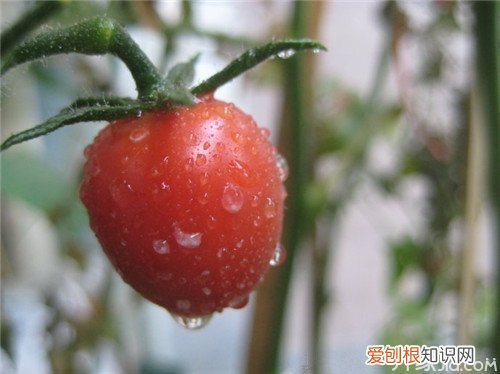 阳台西红柿的种植方法 种西红柿注意事项