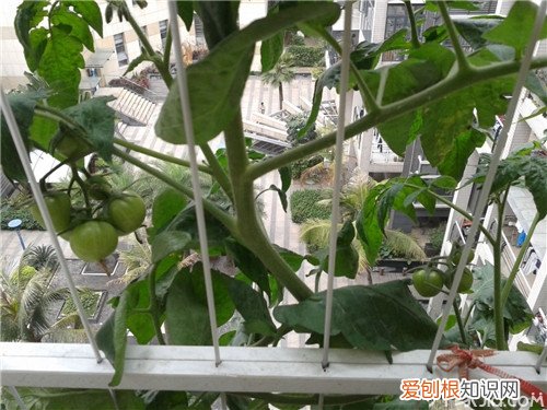 阳台西红柿的种植方法 种西红柿注意事项