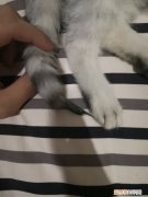 猫为什么老喜欢舔自己的尾巴 小猫为什么总是喜欢舔尾巴尖