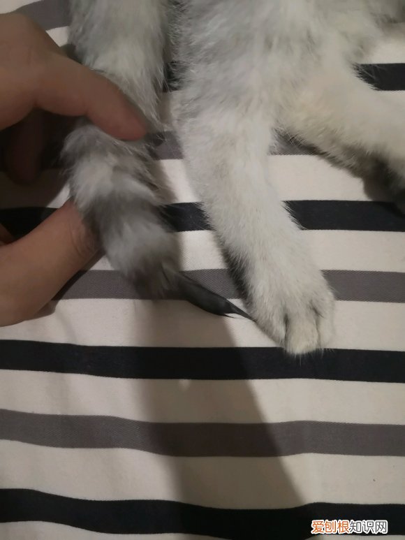 猫为什么老喜欢舔自己的尾巴 小猫为什么总是喜欢舔尾巴尖
