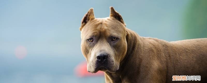巴尔干猎犬是比特犬吗视频 巴尔干猎犬是比特犬吗