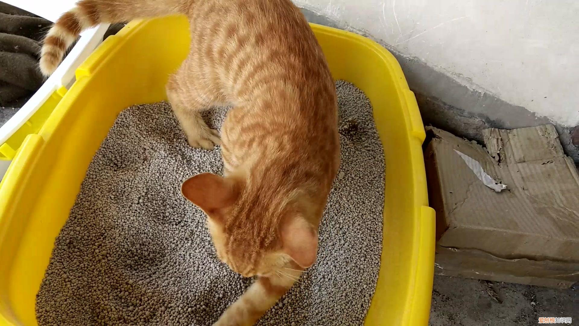 小猫多大会自己排便,新生小猫多大就会自己排便,小猫多大会用猫砂盆