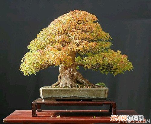 三角枫盆景种植方法三角枫盆景养护管理