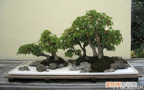 三角枫盆景种植方法三角枫盆景养护管理