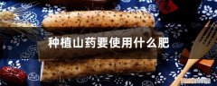 山药种植施肥用什么肥料好 种植山药要使用什么肥，山药长粗用什么肥好