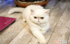 加菲猫为什么不让人抱着睡 加菲猫为什么不粘人