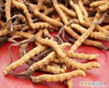 生活指南:亚香棒虫草和冬虫夏草的区别，亚香棒虫草和冬虫夏草区别图片