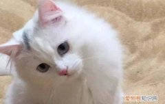 猫发情可以做绝育么视频 猫发情可以做绝育么