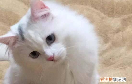 猫发情可以做绝育么视频 猫发情可以做绝育么