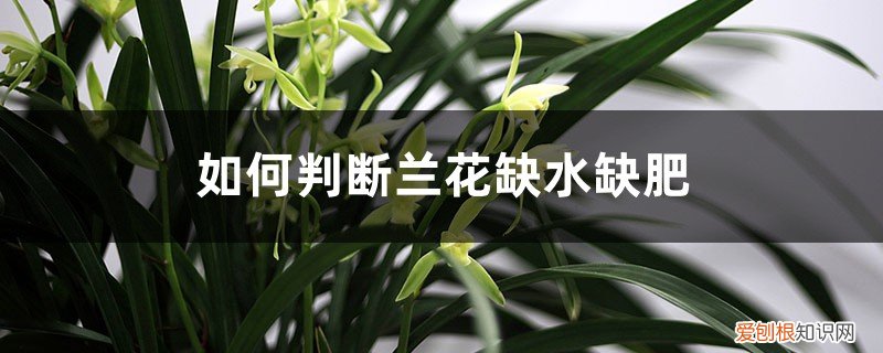 兰花缺肥的表现 如何判断兰花缺水缺肥，如何补水补肥