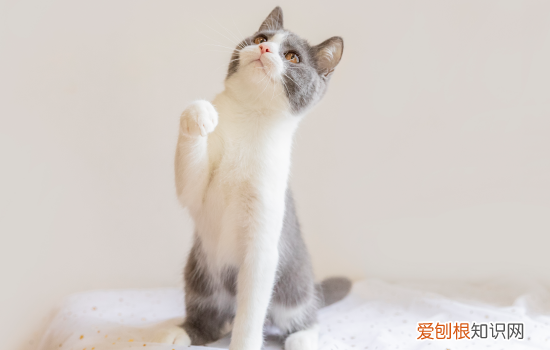 英短很容易掉毛吗 英短会掉毛吗,英短什么时候才不掉毛,英短什么时候开始掉毛