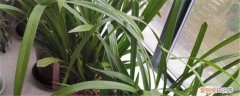 兰花 缺水 附挽救方法 兰花水大和缺水的区别