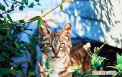 猫为什么喜欢在椅子下待着 猫为什么要躲在椅子下