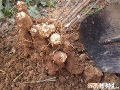 孕妇能吃洋姜吗 洋姜的功效与作用
