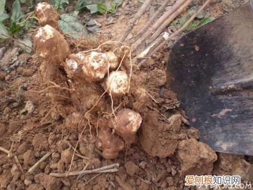 孕妇能吃洋姜吗 洋姜的功效与作用