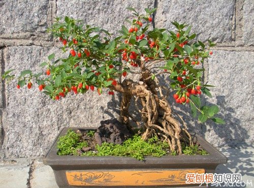 枸杞盆景制作方法 就是这么简单