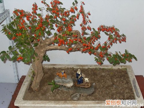 枸杞盆景制作方法 就是这么简单
