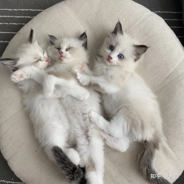 新手养猫的注意事项,养猫须知,非常重要，新手养猫基础知识和注意事项~
