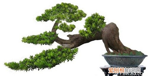 罗汉松盆景制作方法罗汉松盆景养殖技巧