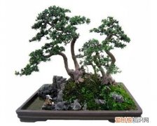 罗汉松盆景制作方法罗汉松盆景养殖技巧
