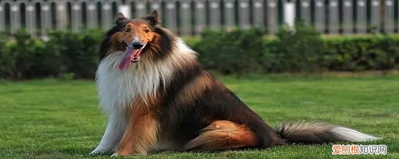苏格兰牧羊犬的缺点 苏格兰牧羊犬的特点