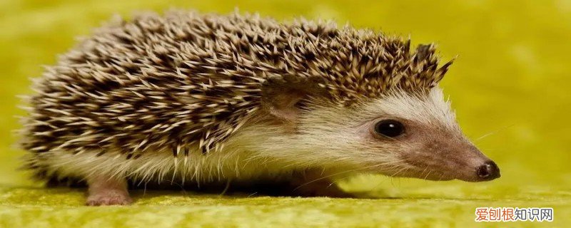 刺猬会经常叫吗 刺猬会叫吗