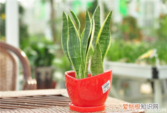 室内适合什么绿植盆栽 常见的绿植盆栽