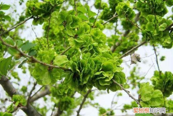 榆钱怎么长时间保存，榆钱能直接冷冻的储存方法