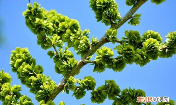 榆钱怎么长时间保存，榆钱能直接冷冻的储存方法
