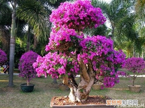 三角梅盆景制作方法及养殖技巧，三角梅怎样做盆景