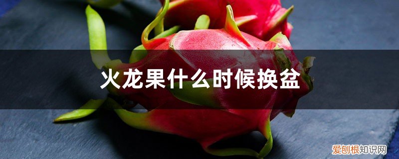 火龙果苗什么时候分盆 火龙果什么时候换盆，换盆注意事项