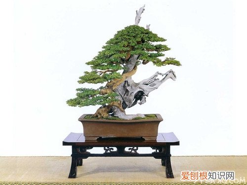 雀梅盆景的制作与养护方法，雀梅盆景用什么土栽培