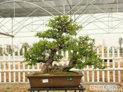 雀梅盆景的制作与养护方法，雀梅盆景用什么土栽培