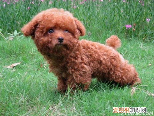 茶杯泰迪怎么养 茶杯泰迪喂养技巧