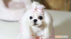 马尔济斯犬价格 纯种马尔济斯犬价格