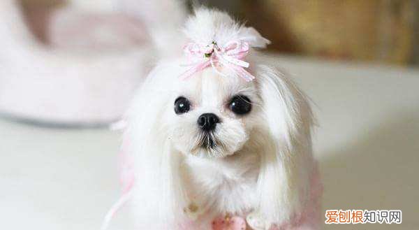 马尔济斯犬价格 纯种马尔济斯犬价格