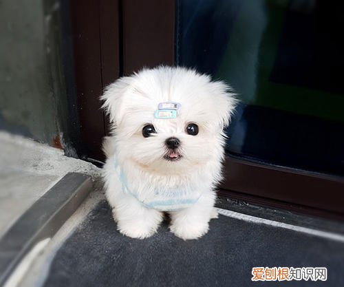 马尔济斯犬的价格 马尔济斯犬的价格多少