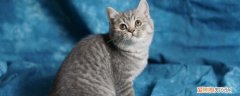 猫爬人肩膀预示着什么 肩膀上有足够的安全感！