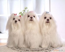 马尔济斯品相好多少钱 马尔济斯品相好的多少钱