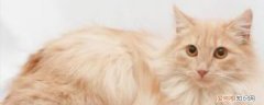 猫咪喜欢睡枕头原因 怕你压倒它，保证自己安全！