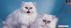 猫发出低吼是什么情况 可能受到了环境的威胁！