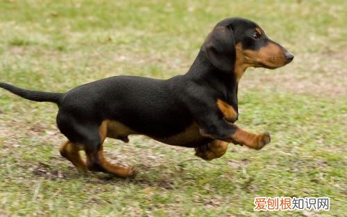 黑色腊肠狗多少钱一只 黑色腊肠狗价格