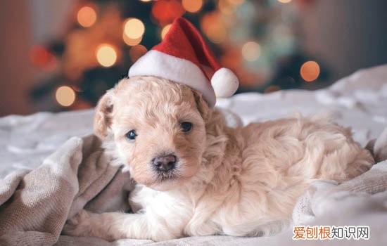 狗吃大葱解毒方法是什么 狗吃大葱解毒方法