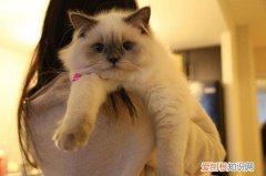 猫爬人肩膀代表它觉得自己地位高么 猫爬人肩膀