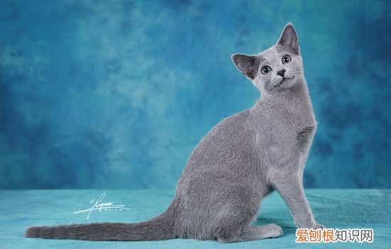 猫走丢了有什么方法找回来吗 猫咪走丢了一般会在哪