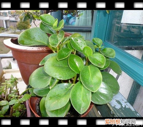 推荐4种小盆栽花卉图片及名称大全，室内小盆栽植物图片及名称大全